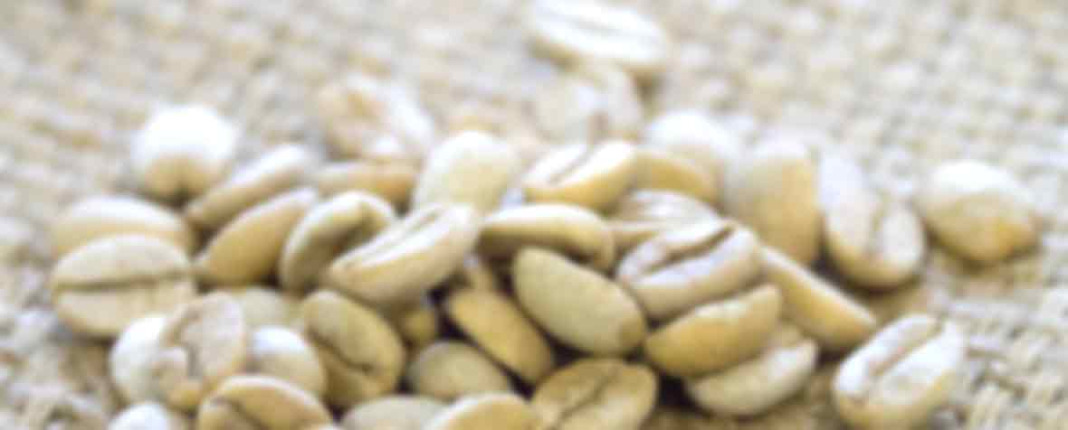 フィトファーマ株式会社の原料生珈琲豆抽出物、商品名生珈琲豆抽出物・クロロゲン酸50％