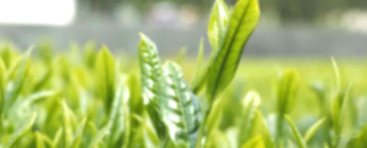 フィトファーマ株式会社の原料緑茶抽出物、商品名緑茶抽出物ポリフェノール98％