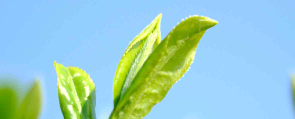 株式会社サビンサジャパンコーポレーションの原料緑茶抽出物、商品名緑茶75％カフェインレス