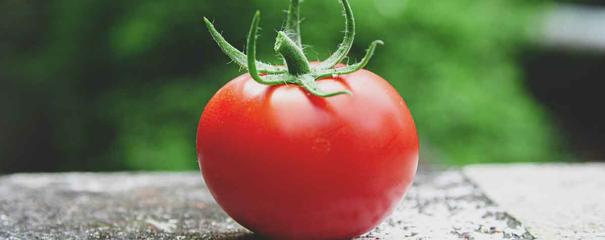 株式会社サンクトの原料トマト色素