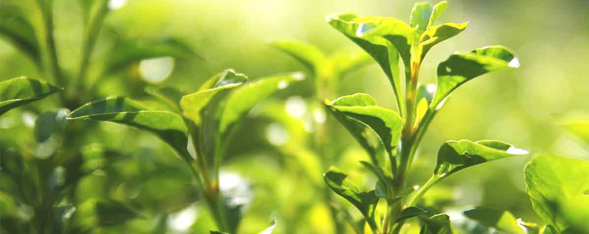 タマ生化学株式会社の原料緑茶抽出物、商品名茶抽出物-40,70