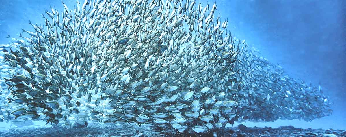 タマ生化学株式会社の原料食用粉末魚油、商品名食用粉末魚油EPAパウダー300