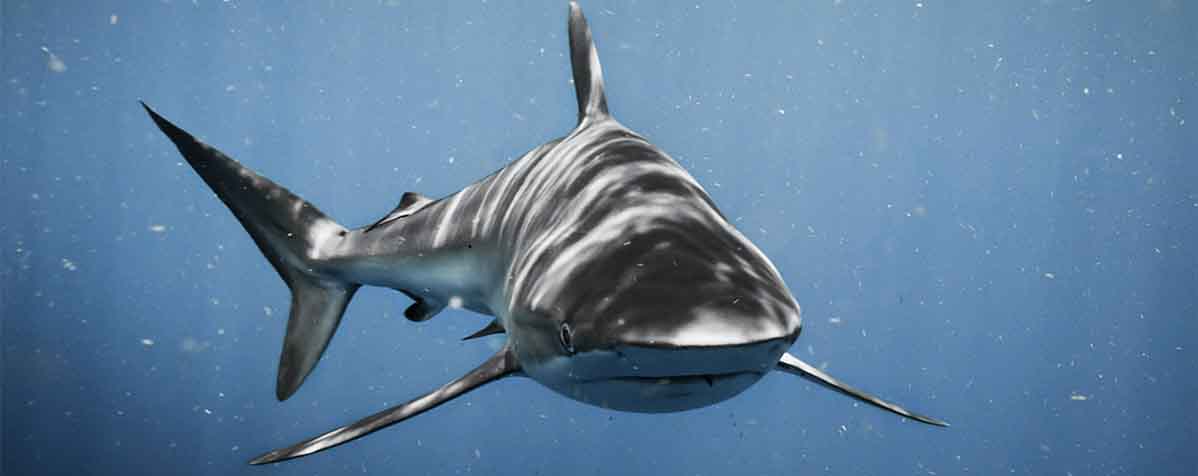 株式会社テルヴィスの原料DAGE（ジアシルグリセリルエーテル）含有サメ肝油、商品名国産精製サメ肝油