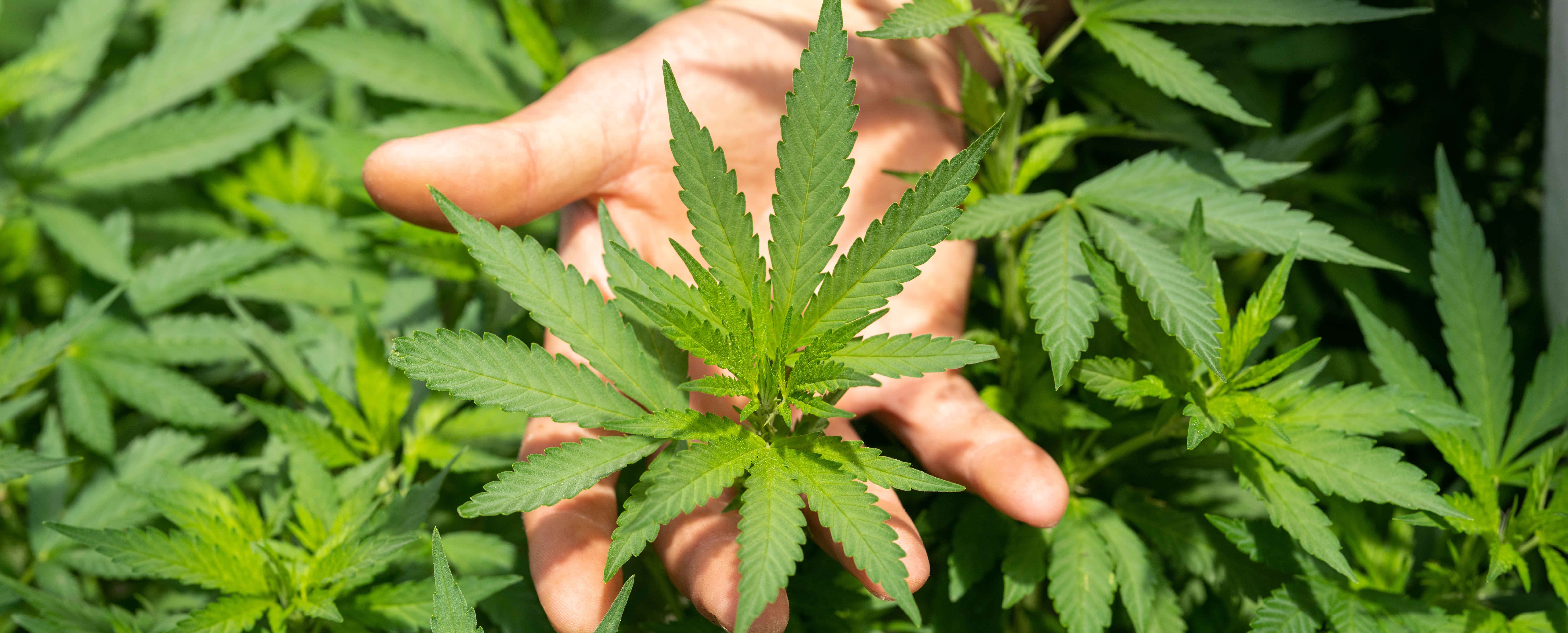 CBD、カンナビジオールに分類される原料とそのメーカー及び販売