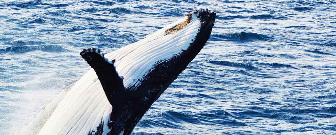 共同船舶株式会社の原料鯨肉粉末、商品名クジラの王様パウダー