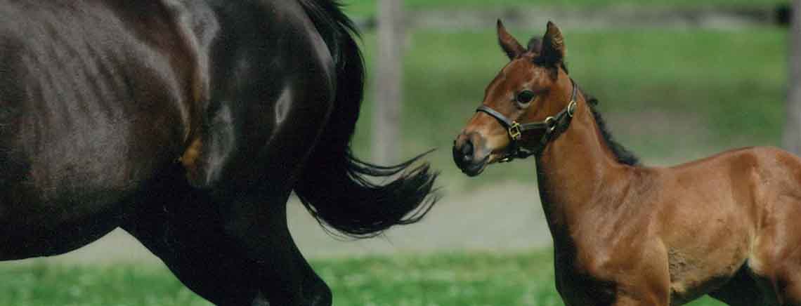 株式会社ホルスの原料馬プラセンタエキス末、馬プラセンタ乾燥末、商品名プラセンタエキス（馬由来）