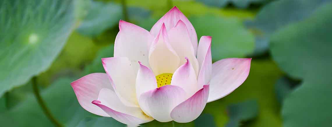 岩瀬コスファ株式会社の原料ハスの花エキス